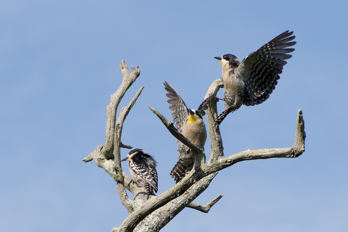 White-fronted Woodpecker - ML41985711