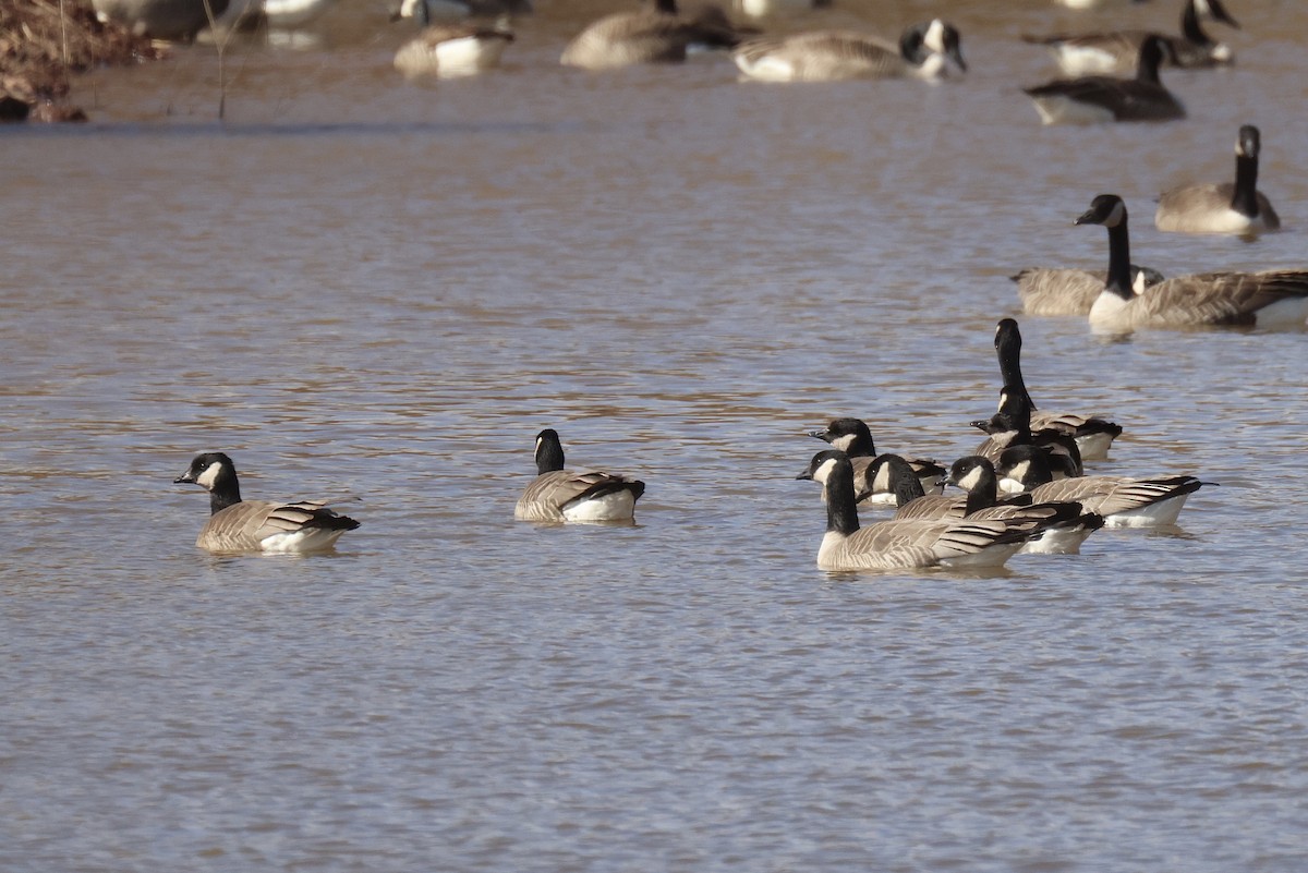 Cackling Goose (Richardson's) - ML419858921