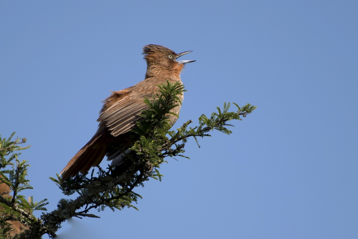 Brown Cacholote - ML41986091