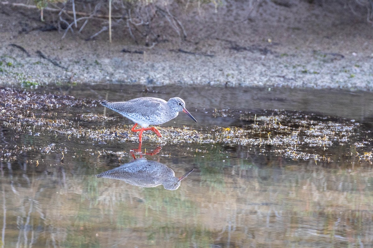 Common Redshank - ML419861311