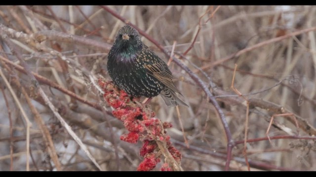 European Starling - ML419861461