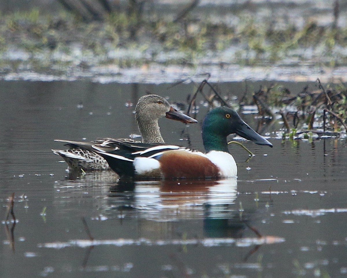 Northern Shoveler - ML419861511