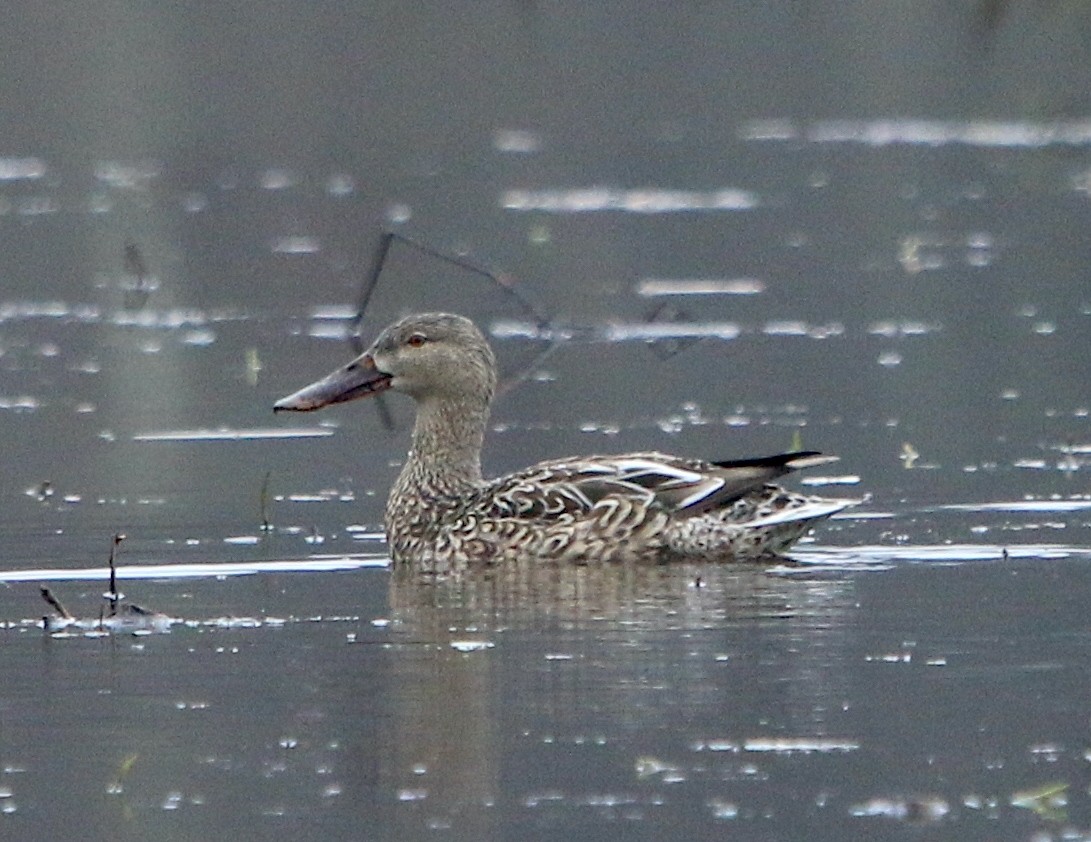 Northern Shoveler - ML419861571