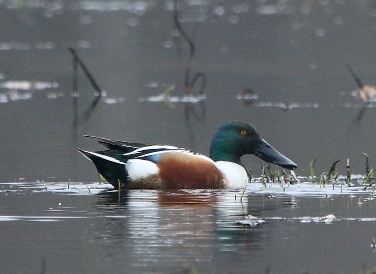 Northern Shoveler - ML419861631