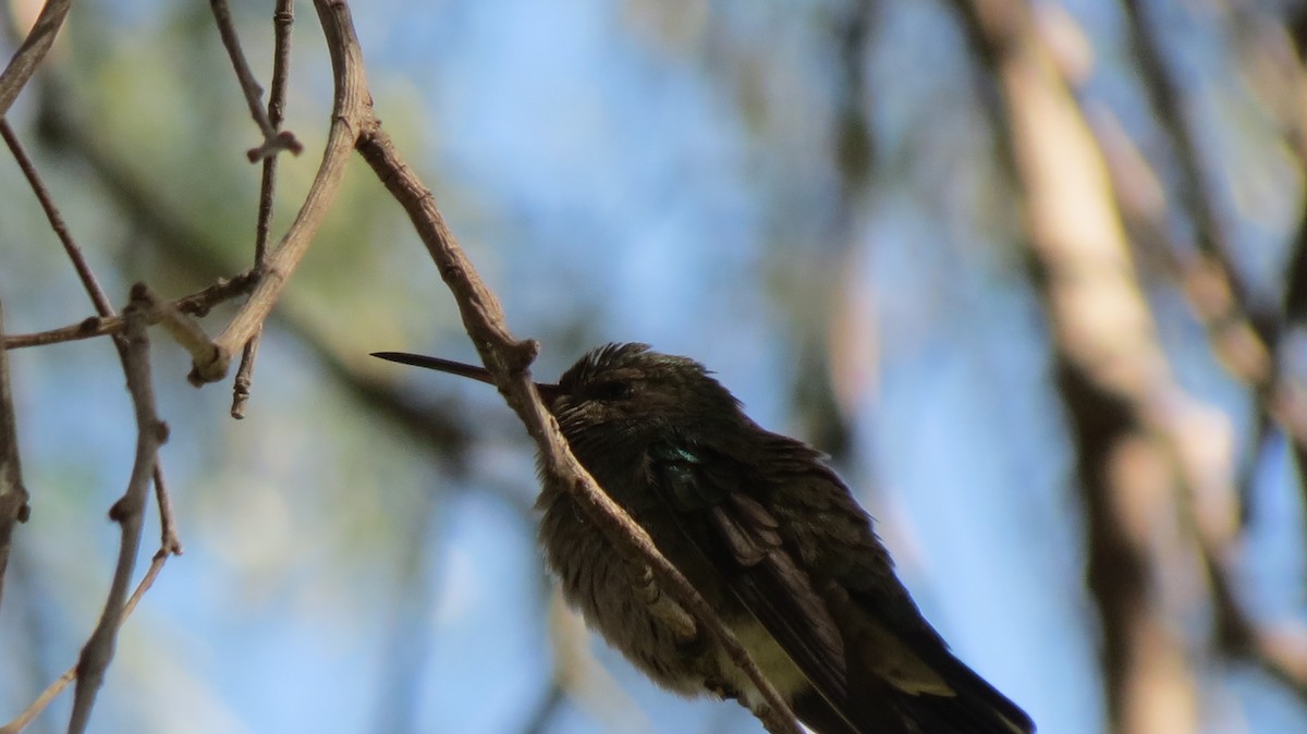 Dusky Hummingbird - ML419861661