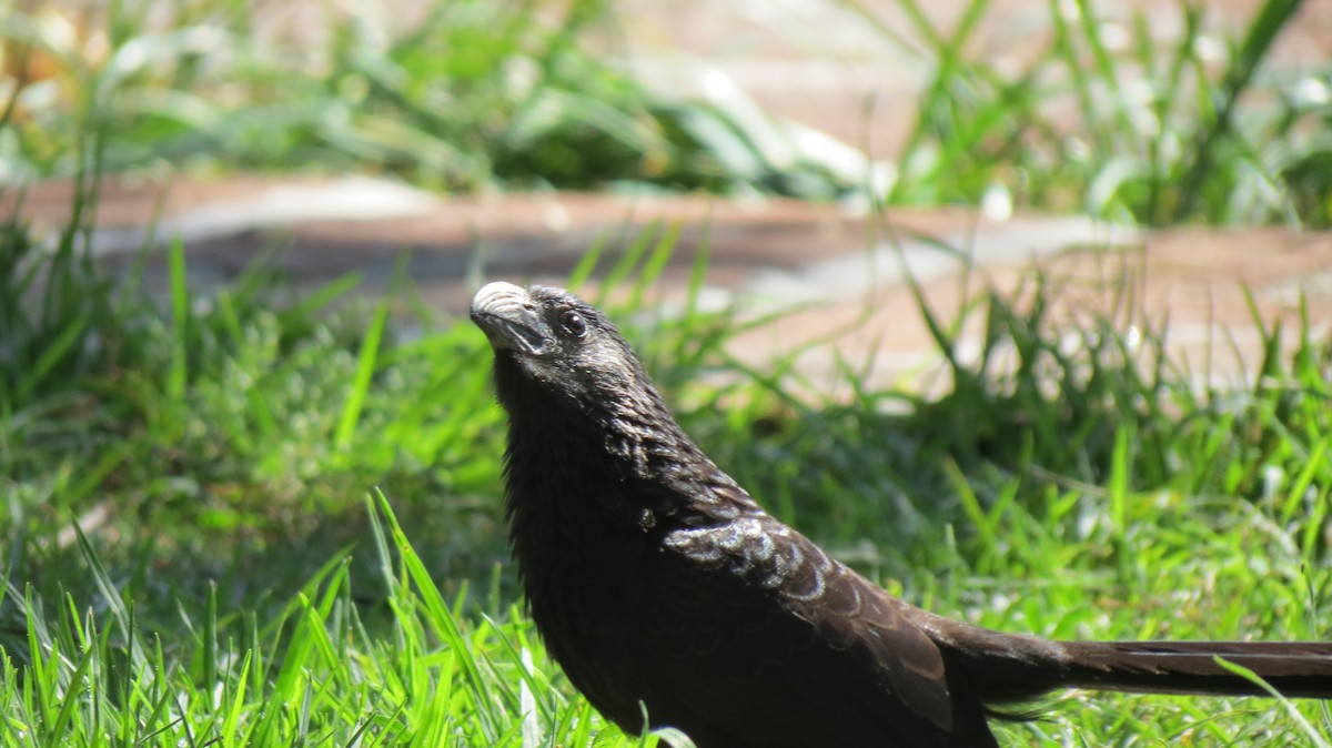 Groove-billed Ani - ML419861801