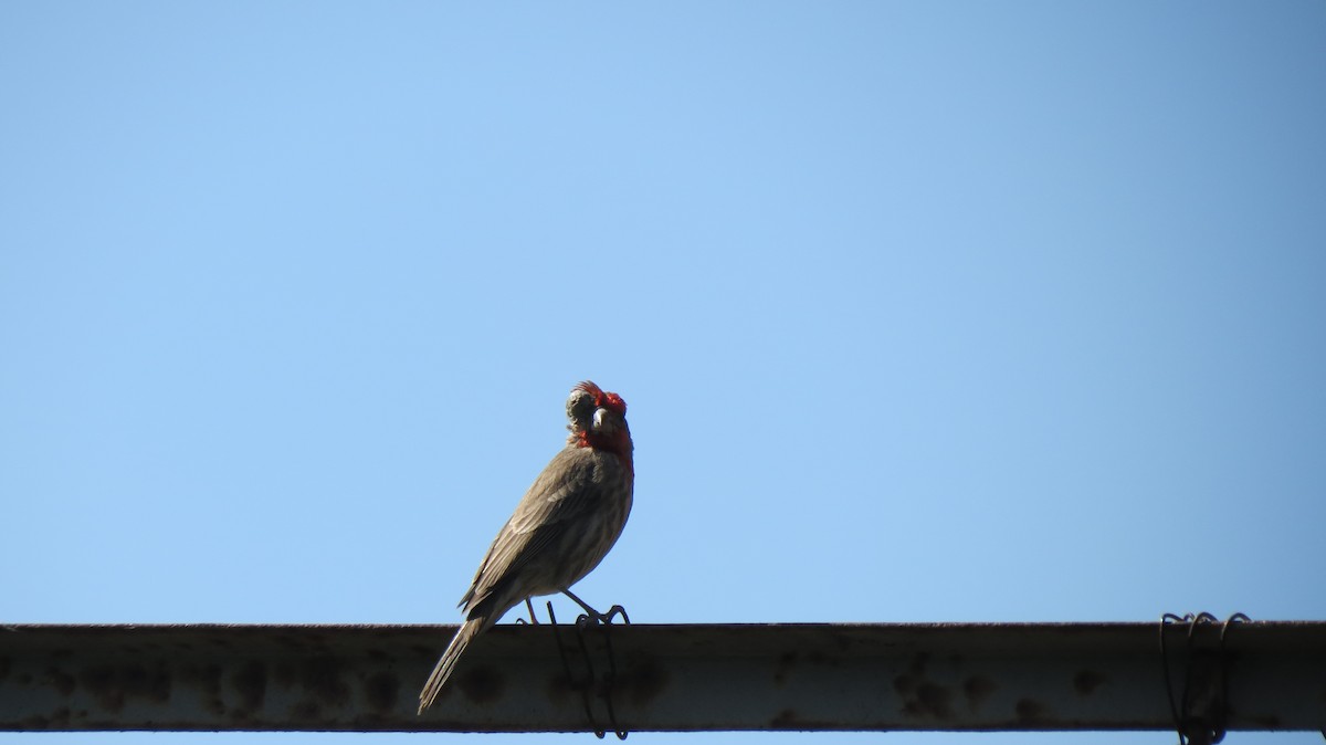 House Finch - ML419861961