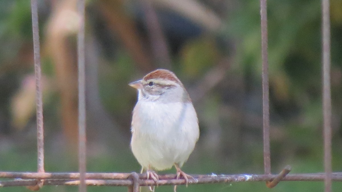 Chipping Sparrow - ML419862061
