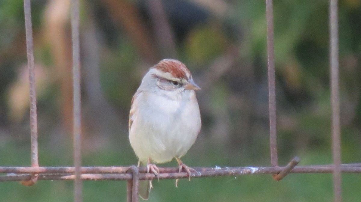 Chipping Sparrow - ML419862071