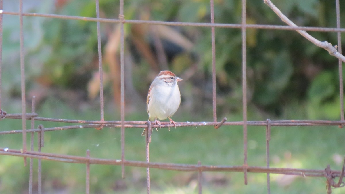 Chipping Sparrow - ML419862081