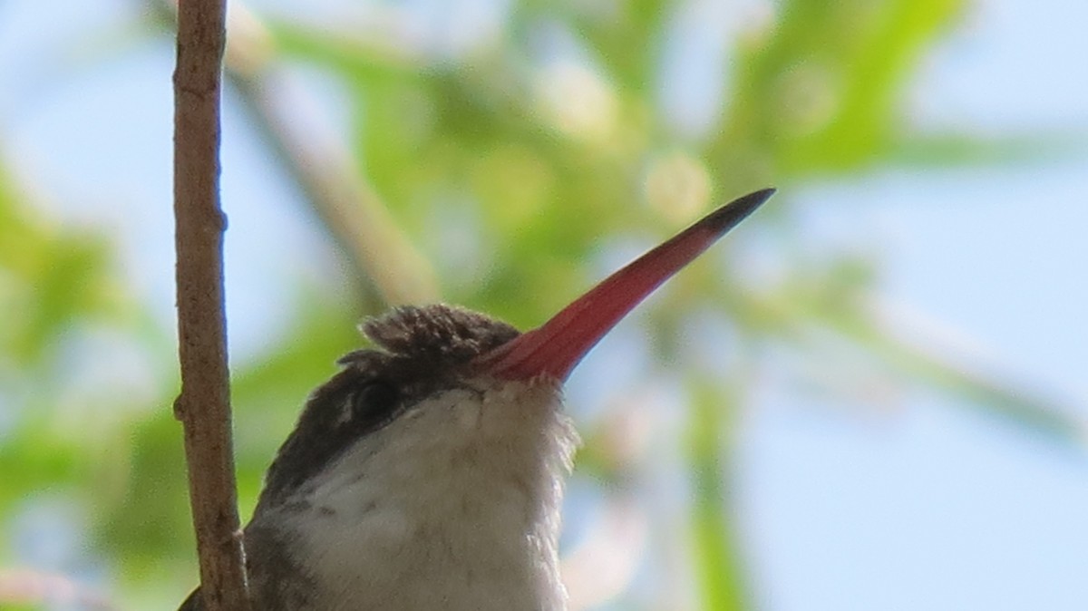 Violet-crowned Hummingbird - ML419862271