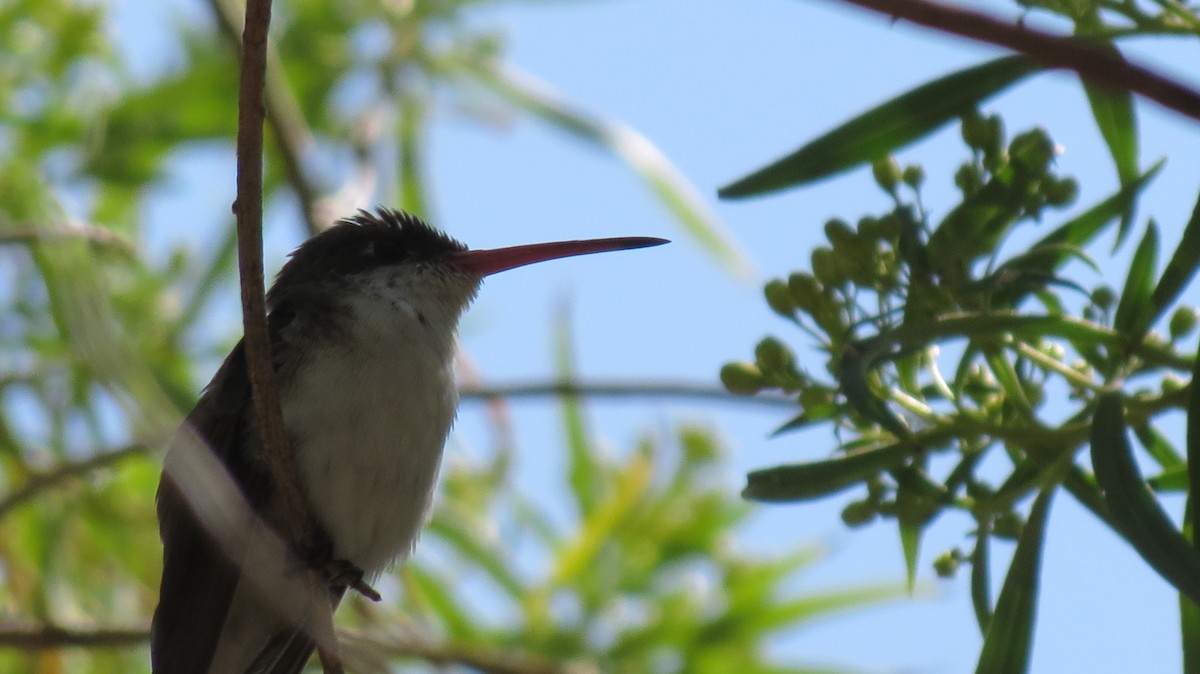 Violet-crowned Hummingbird - ML419862281