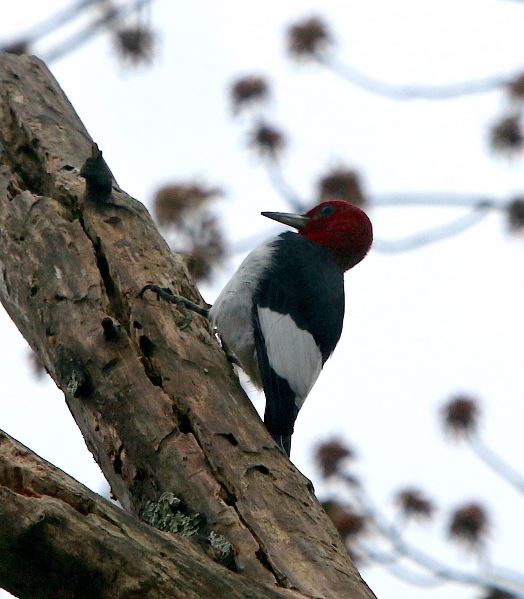 Red-headed Woodpecker - ML419862541