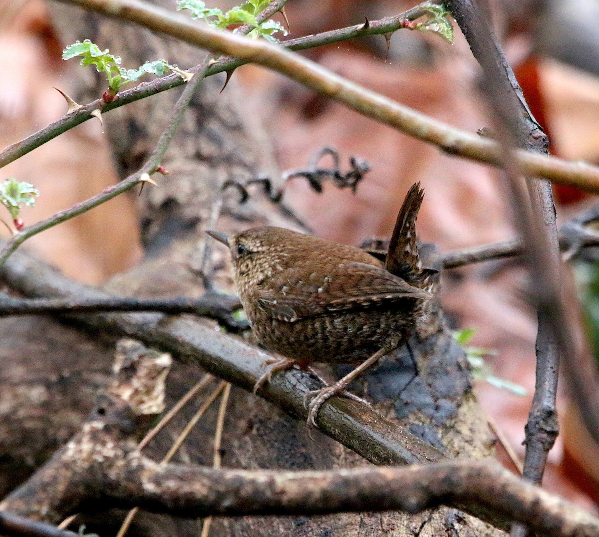Winter Wren - ML419862721