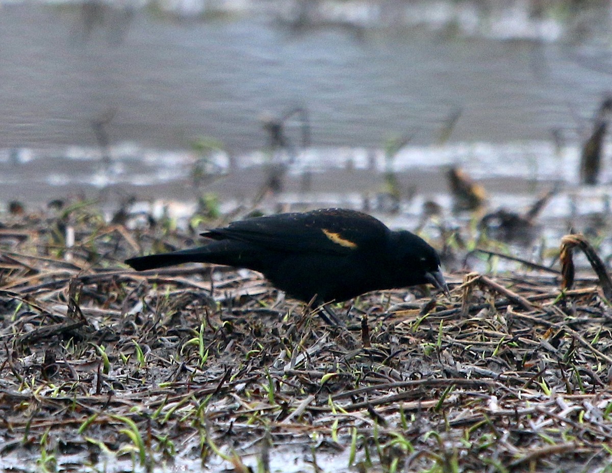 Red-winged Blackbird - ML419862921