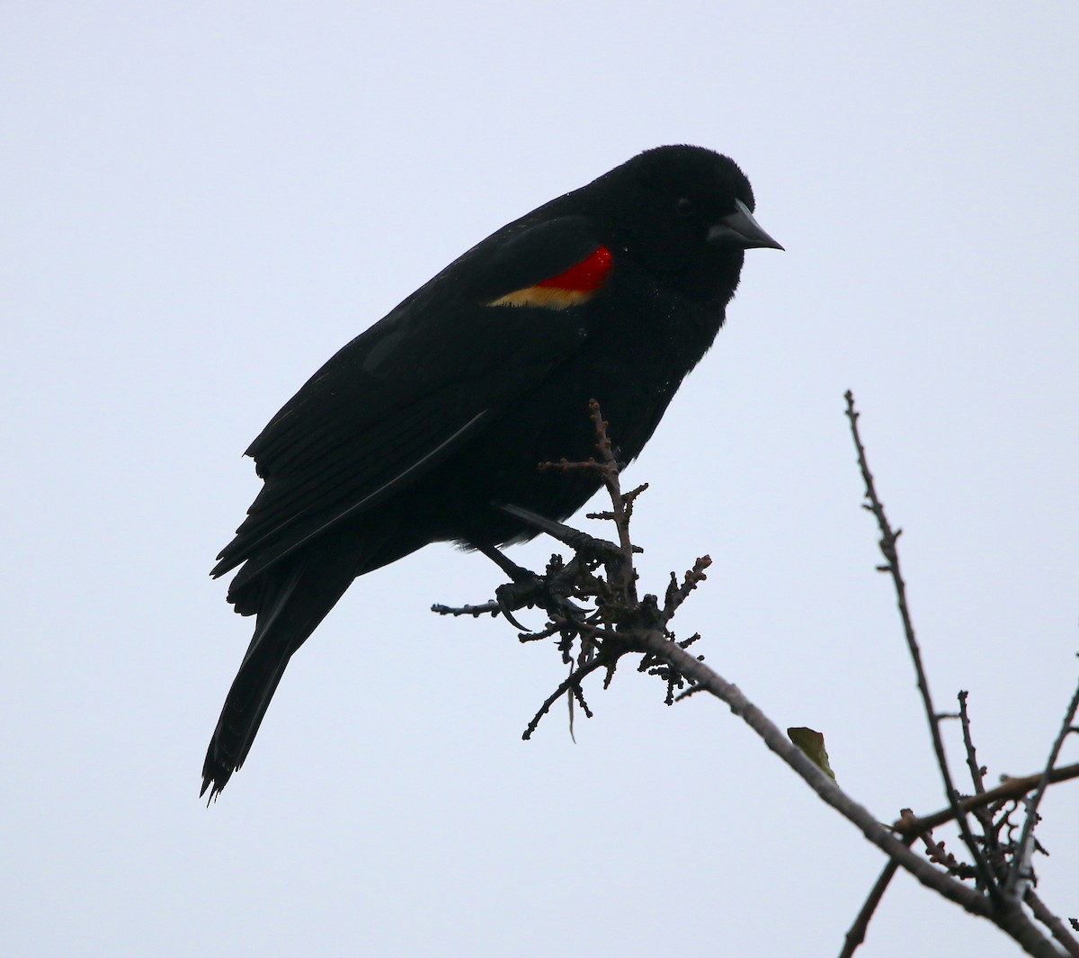 Red-winged Blackbird - ML419862951