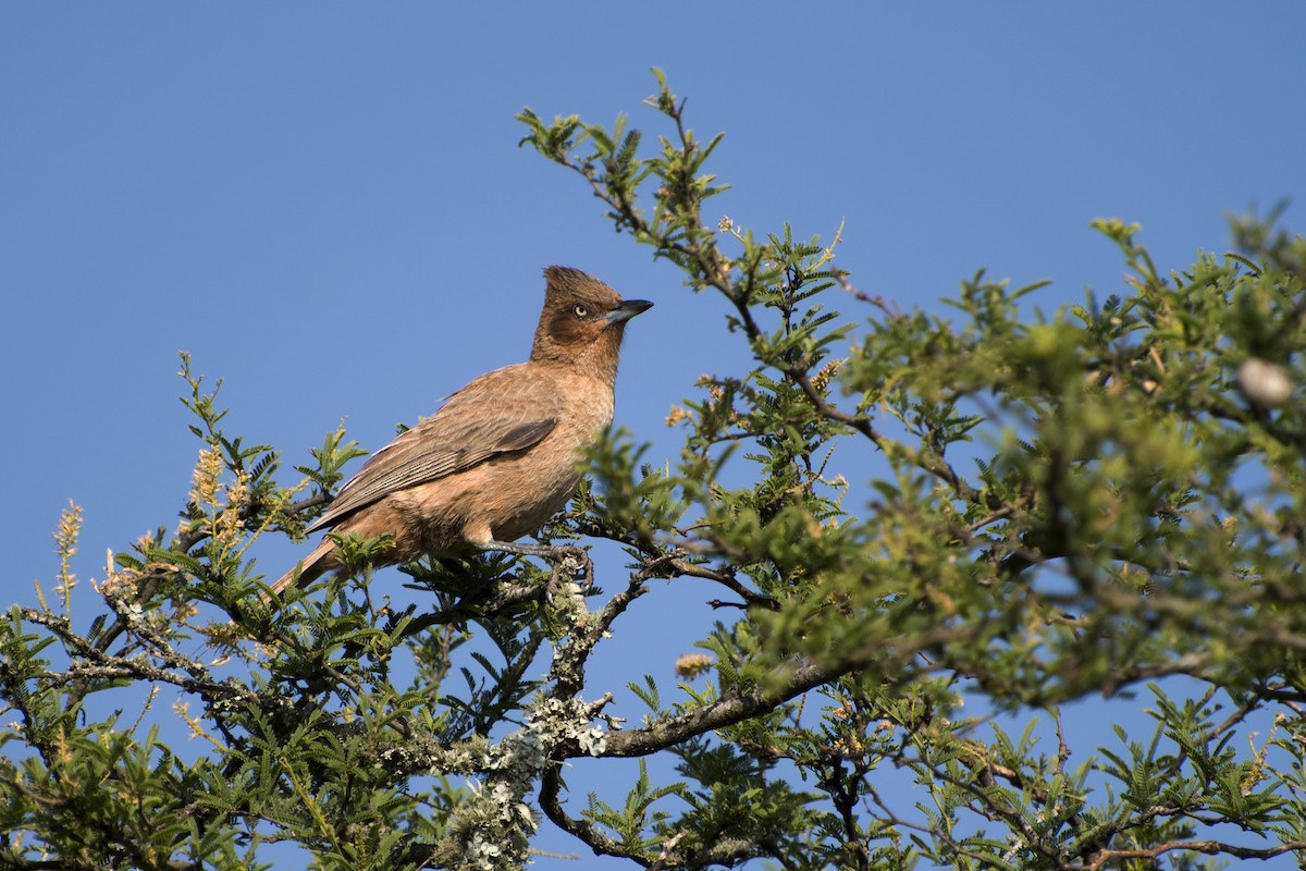 Cacholote brun - ML41986301