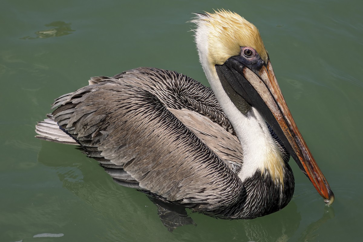 Brown Pelican (Atlantic) - ML419863261