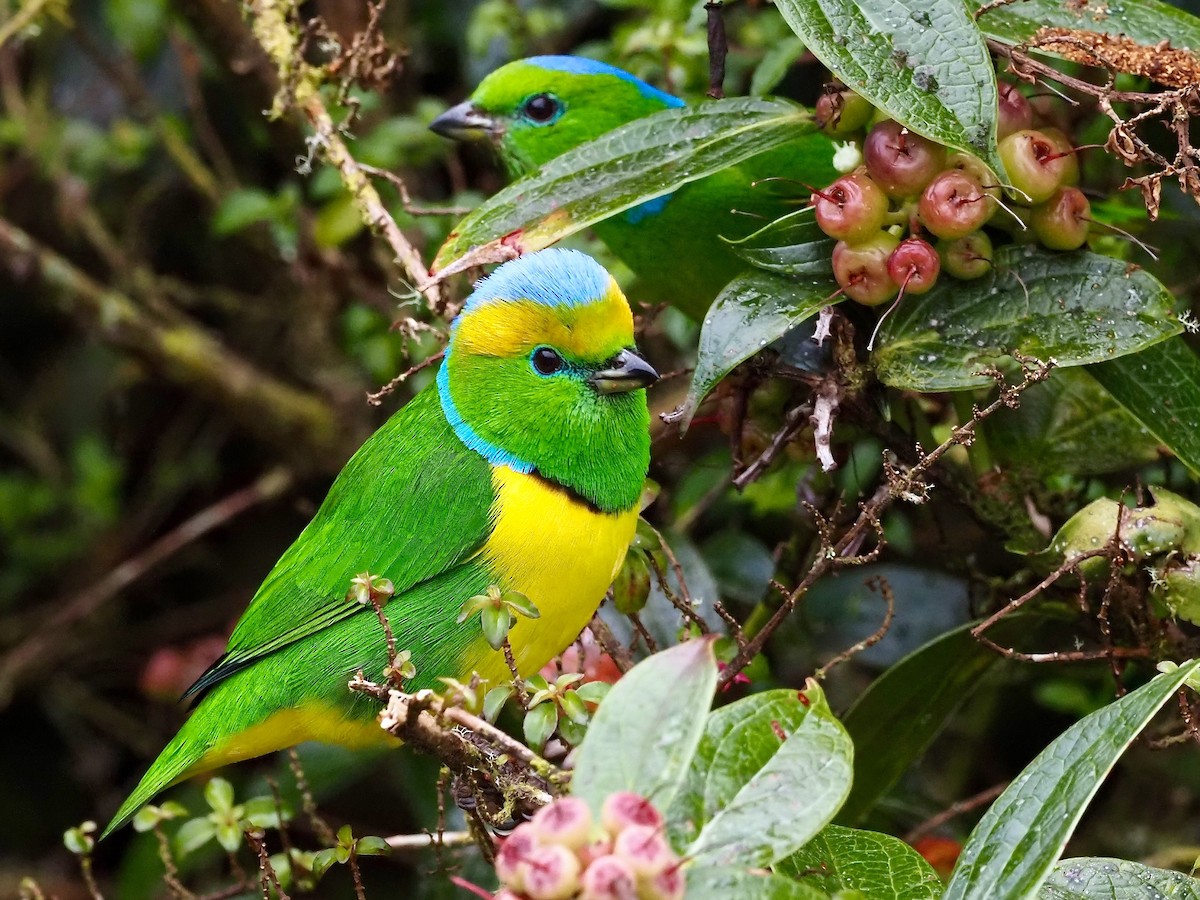 Golden-browed Chlorophonia - ML419863571