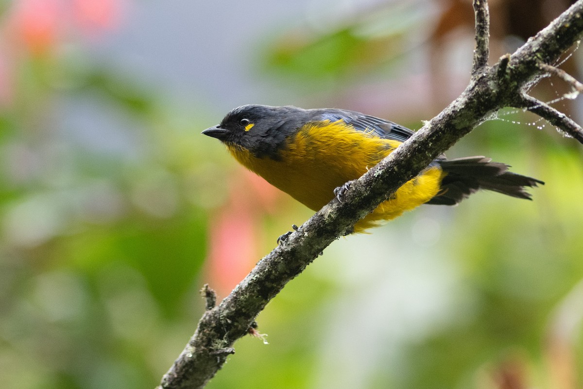 Lacrimose Mountain Tanager - Brandon Nidiffer