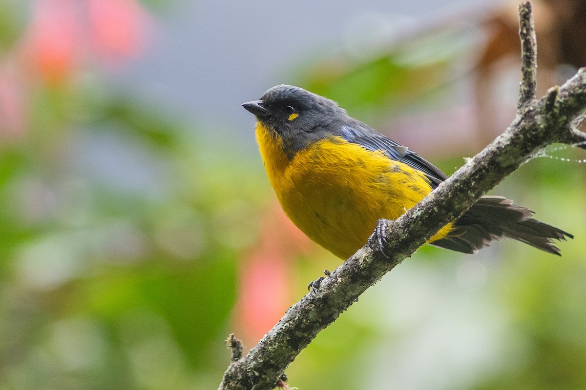 Lacrimose Mountain Tanager - Brandon Nidiffer