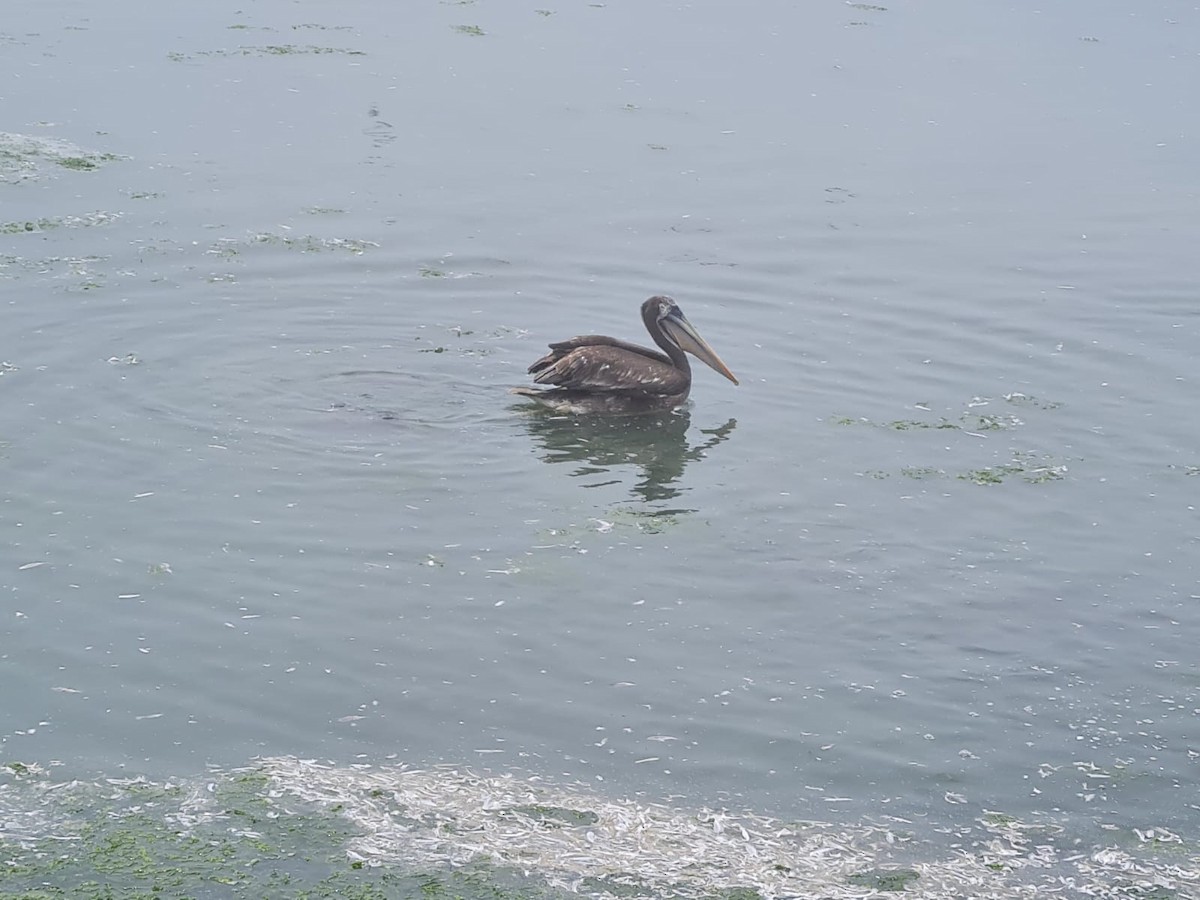 Peruvian Pelican - ML419864101