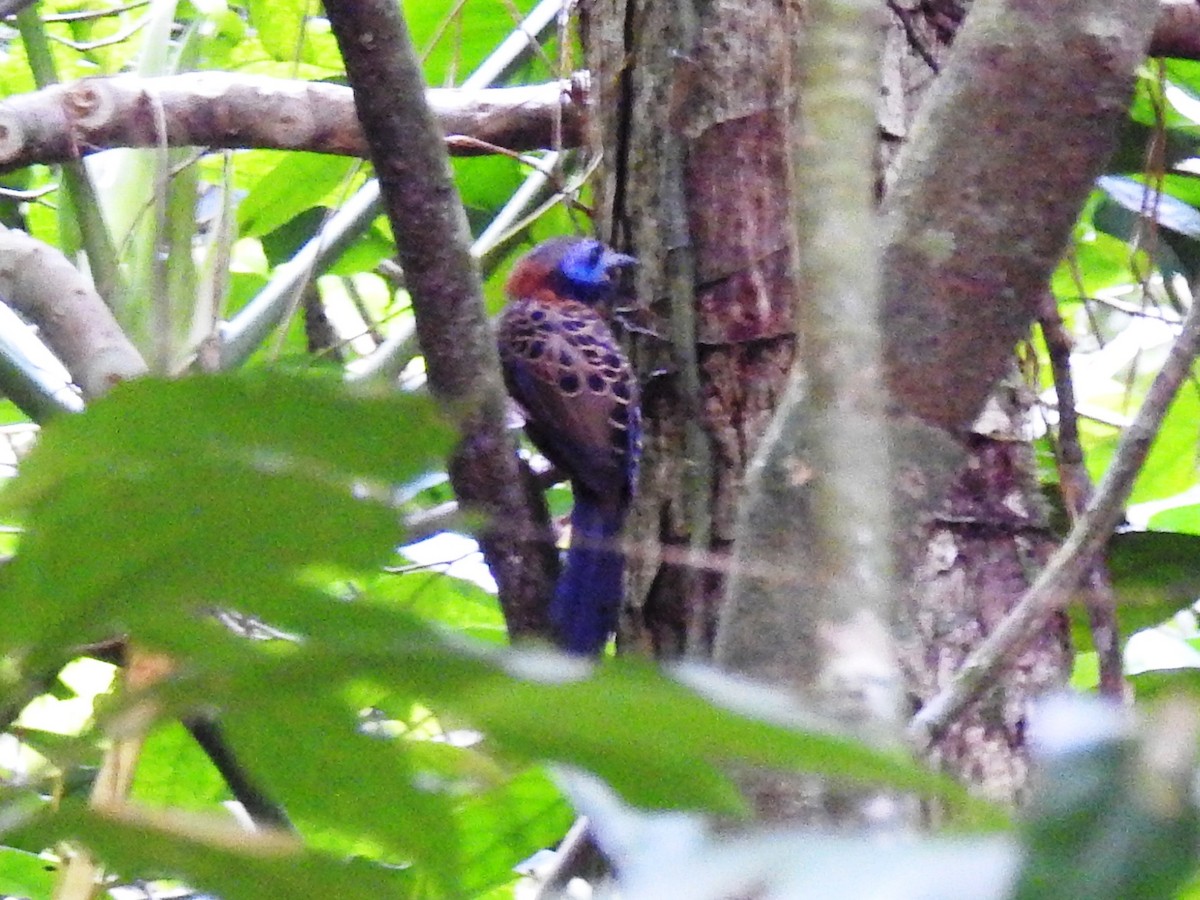 Ocellated Antbird - ML419864411