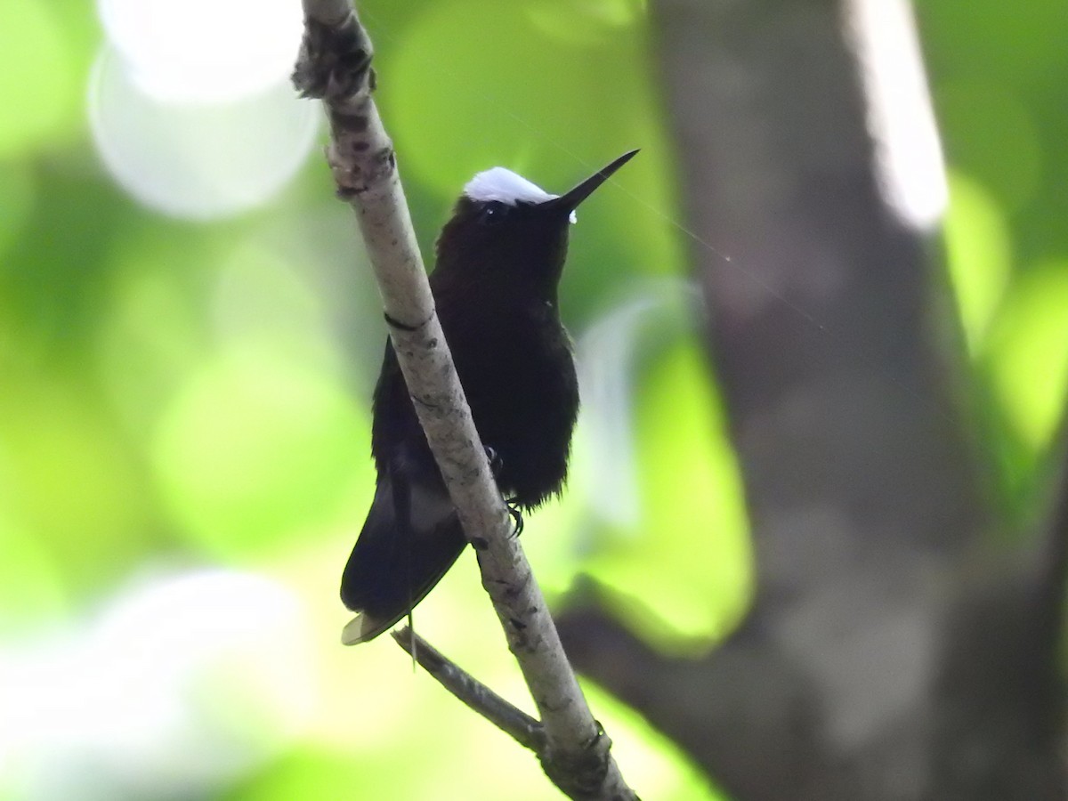 Colibri à coiffe blanche - ML419865451