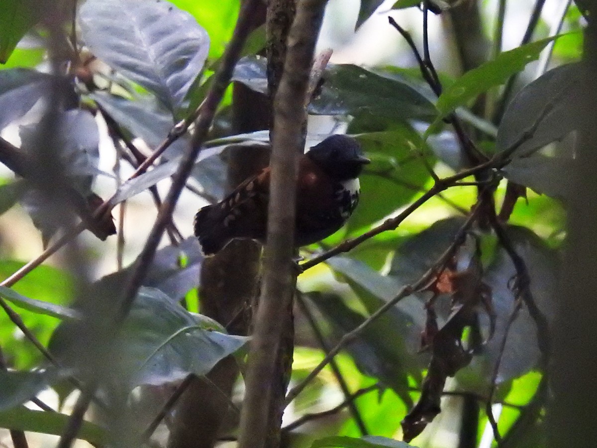 Spotted Antbird - ML419865481