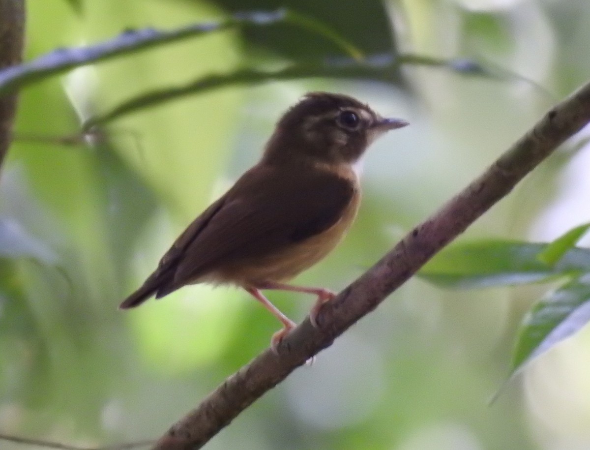 Stub-tailed Spadebill - ML419865491