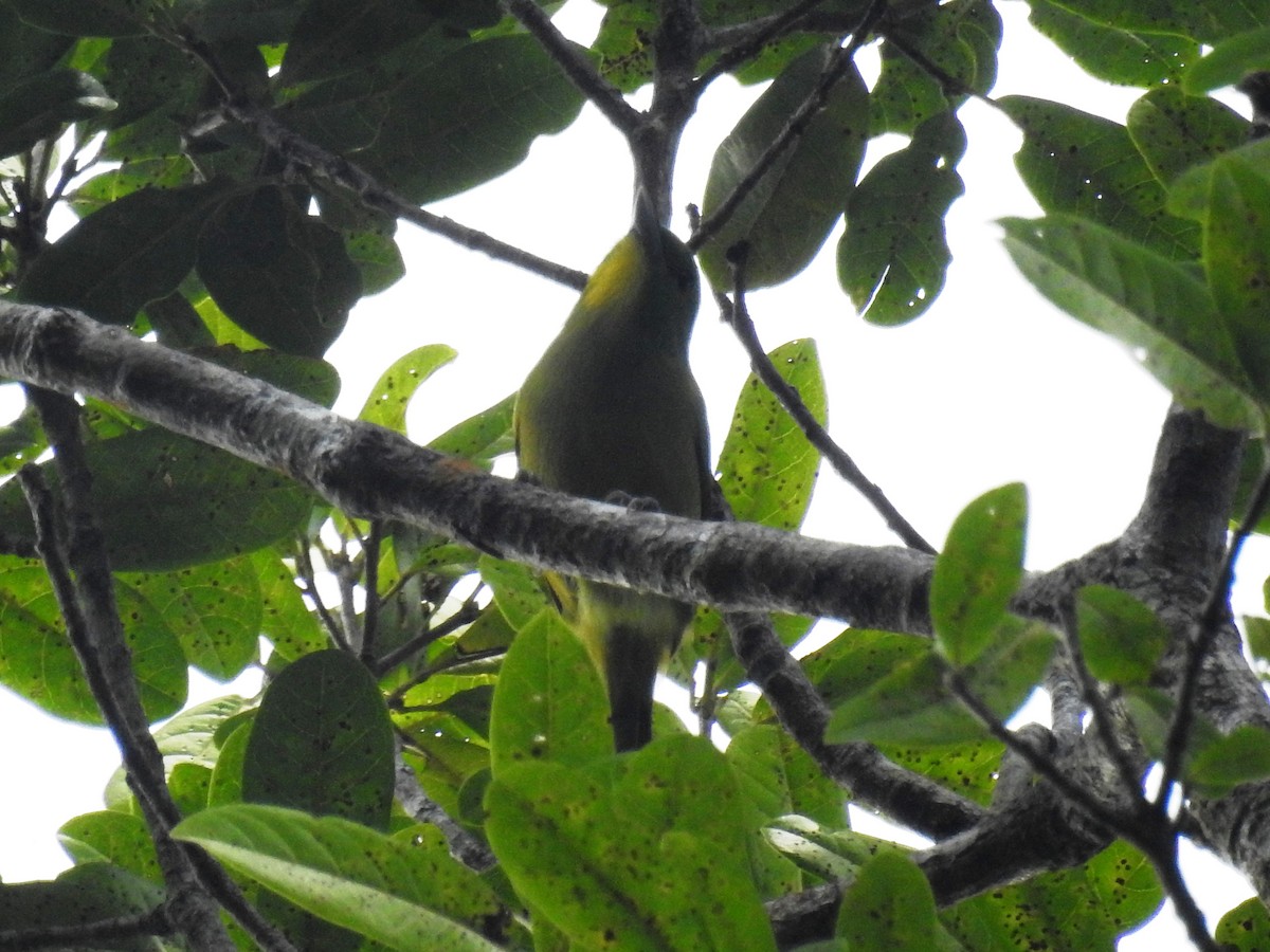 Green Shrike-Vireo - Francisco Dubón