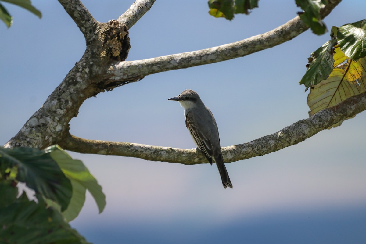 Gray Kingbird - ML419865901