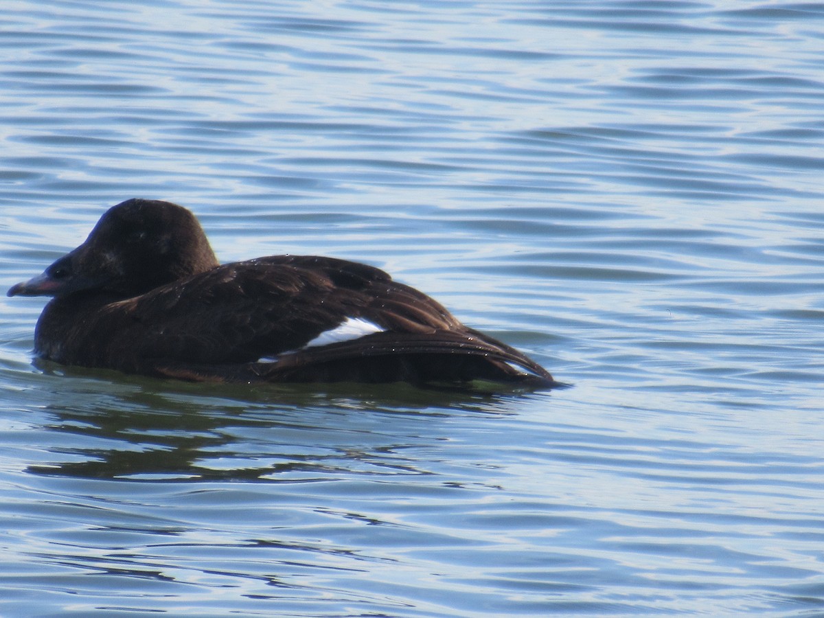 White-winged Scoter - ML419866041