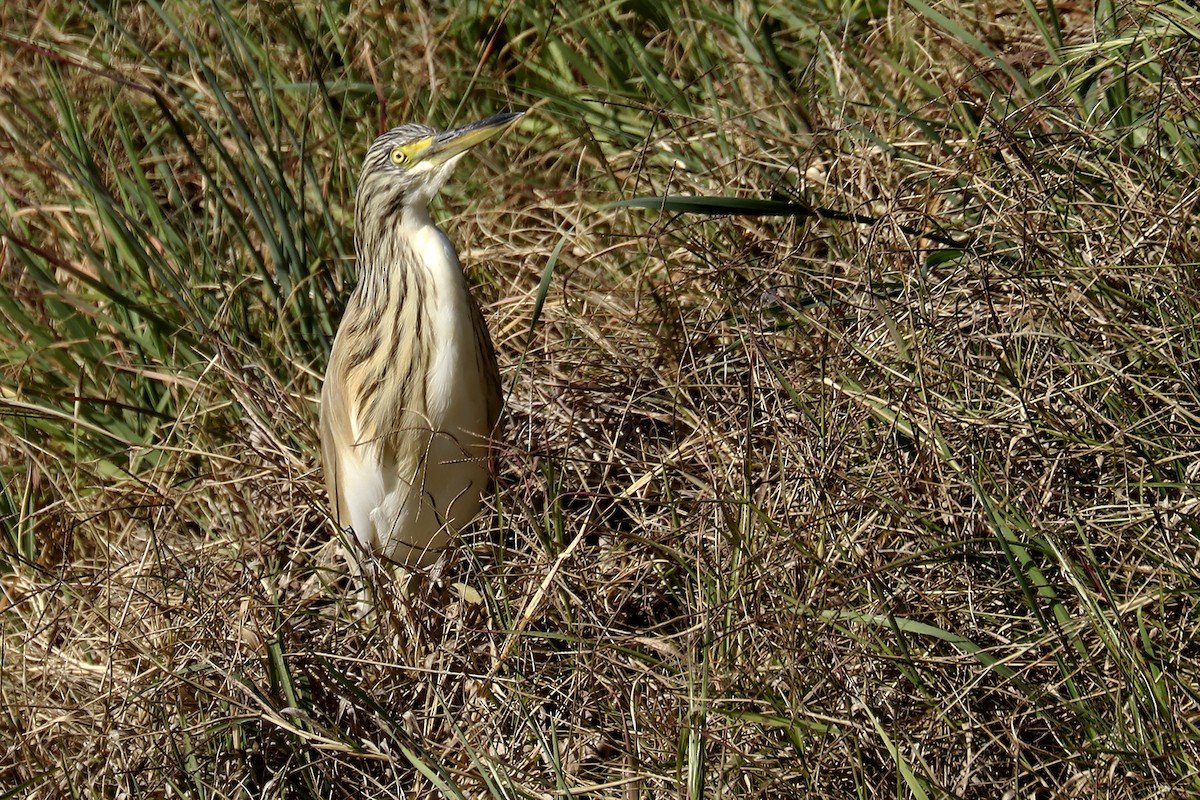 Squacco Heron - Francisco Barroqueiro