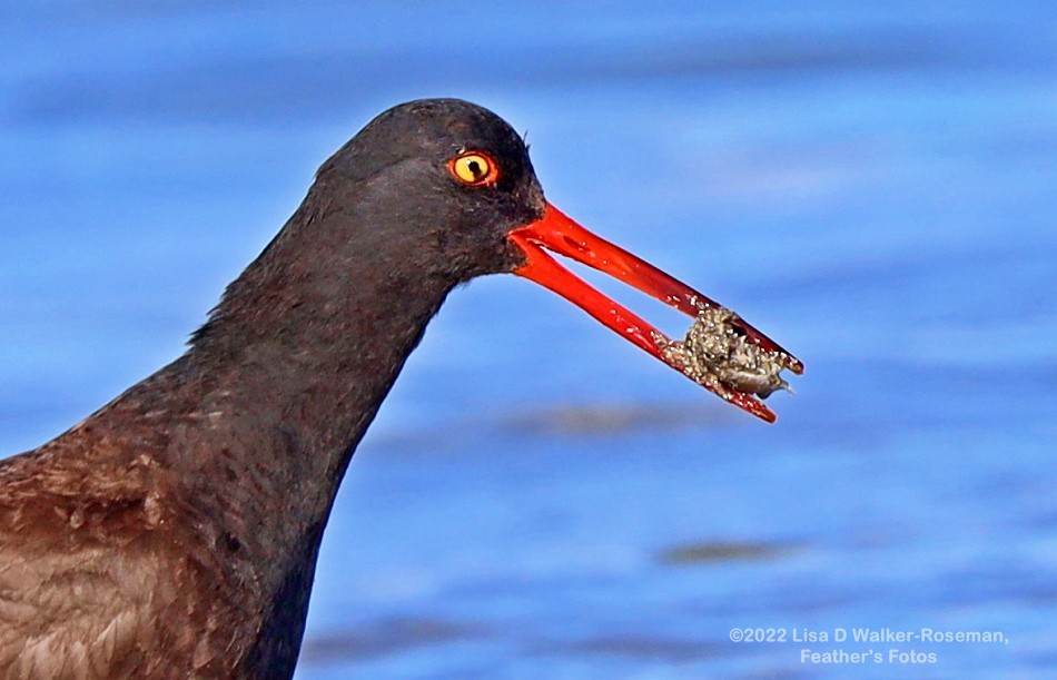 Black Oystercatcher - Lisa Walker-Roseman