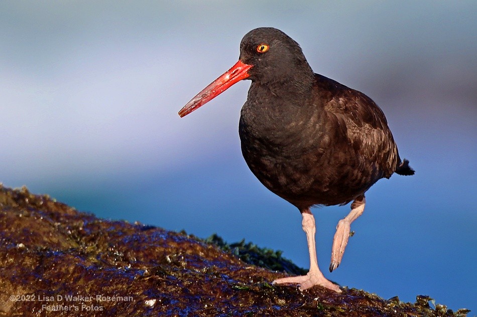 Black Oystercatcher - Lisa Walker-Roseman