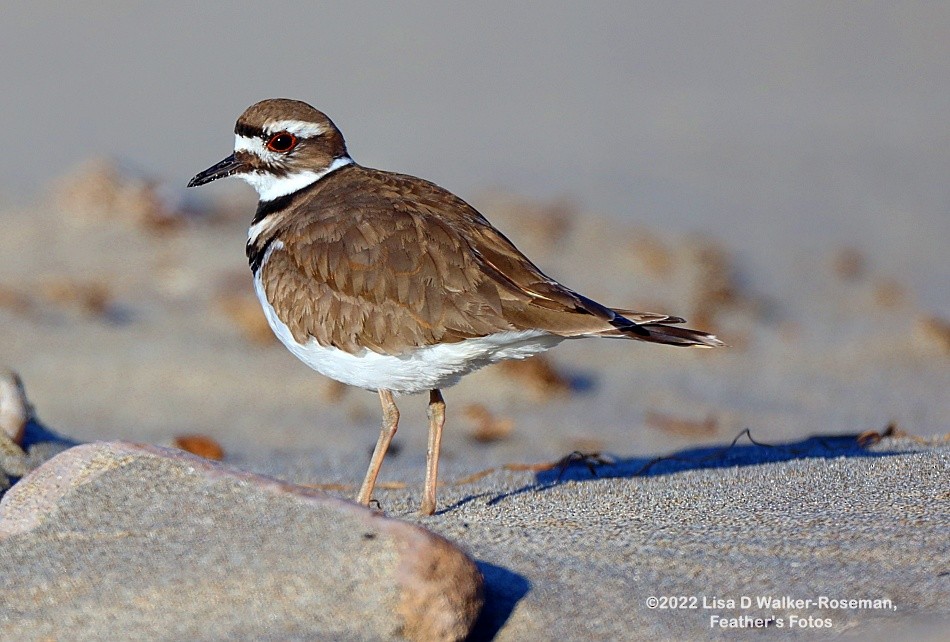 Killdeer - Lisa Walker-Roseman