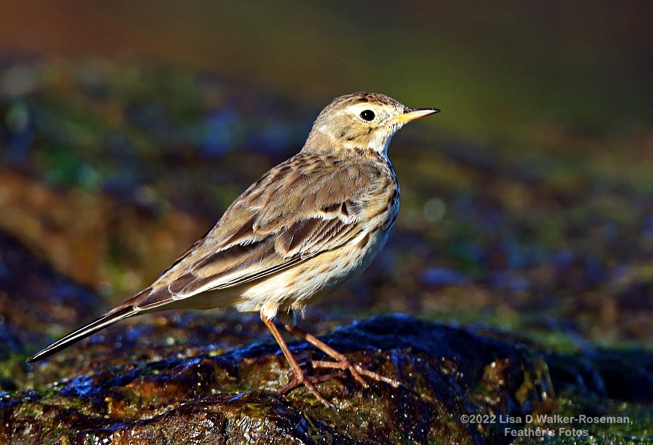 American Pipit - Lisa Walker-Roseman