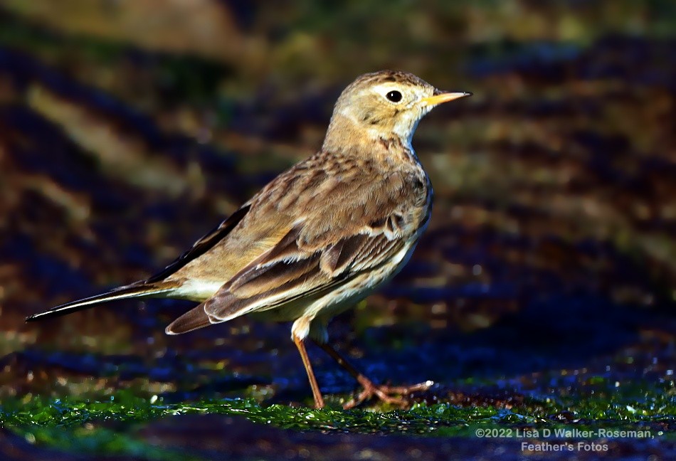 American Pipit - ML419868691