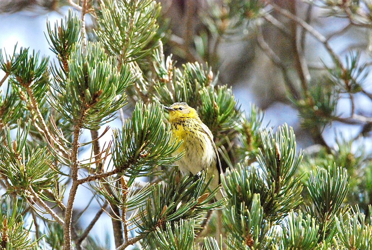 Cape May Warbler - ML419870071