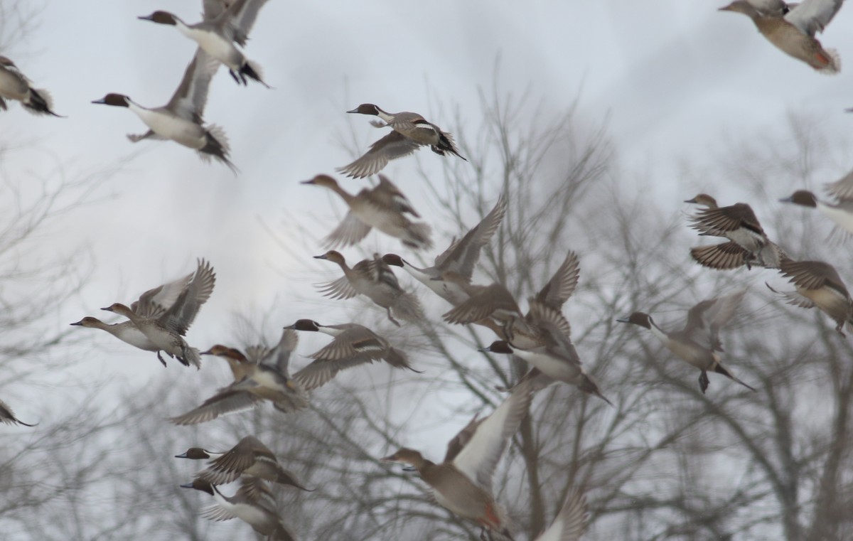 Northern Pintail - Tom Stayancho