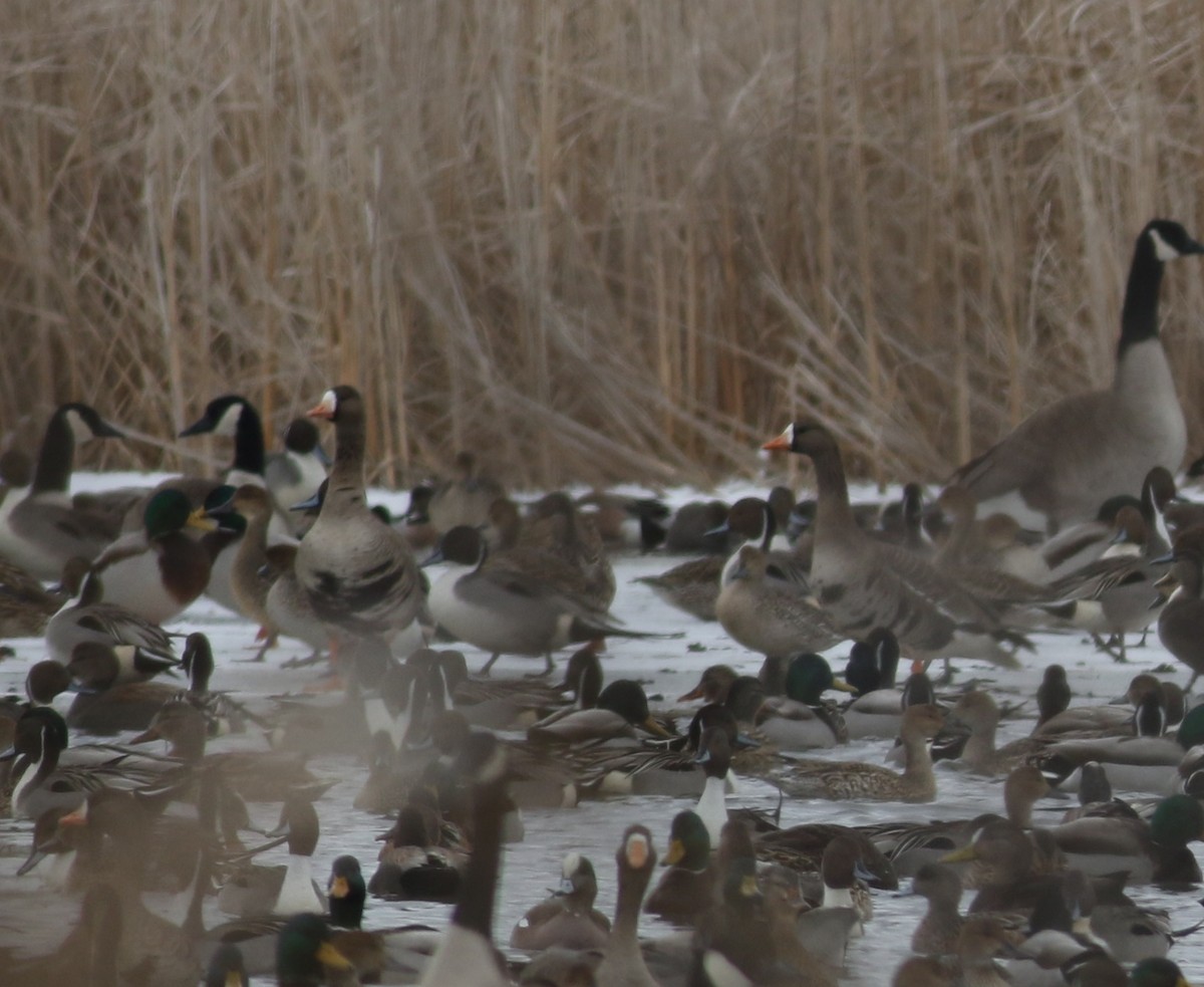 Greater White-fronted Goose - Tom Stayancho