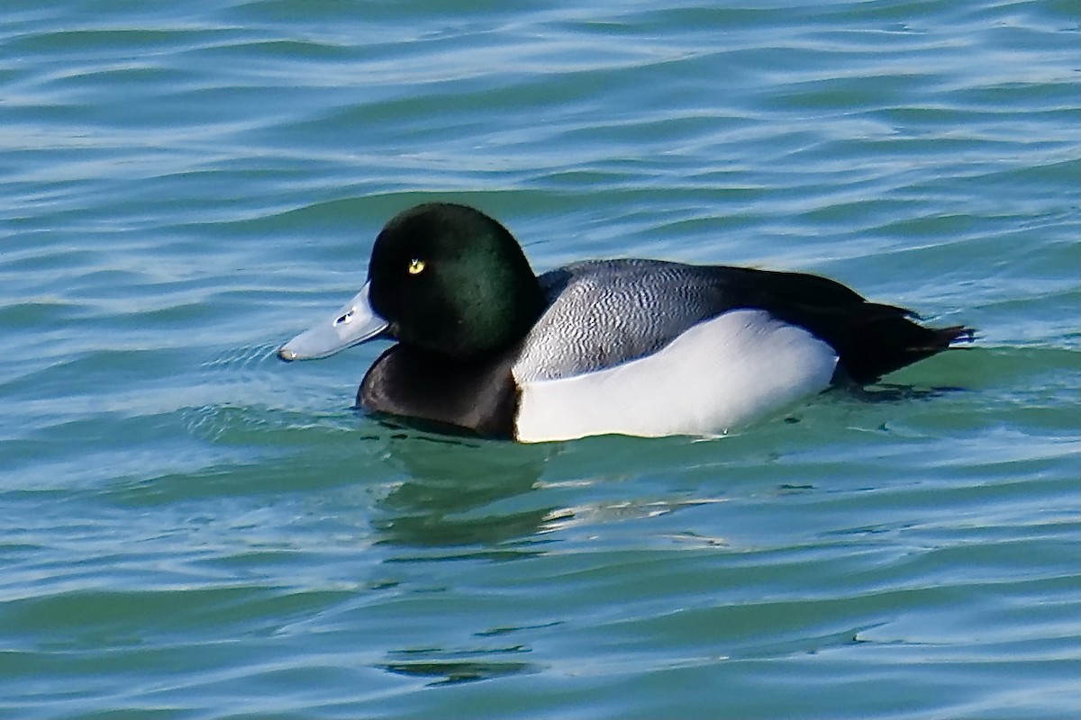 Greater Scaup - ML419872881