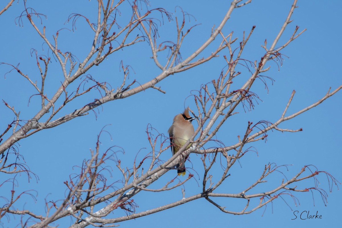 Cedar Waxwing - ML419872931
