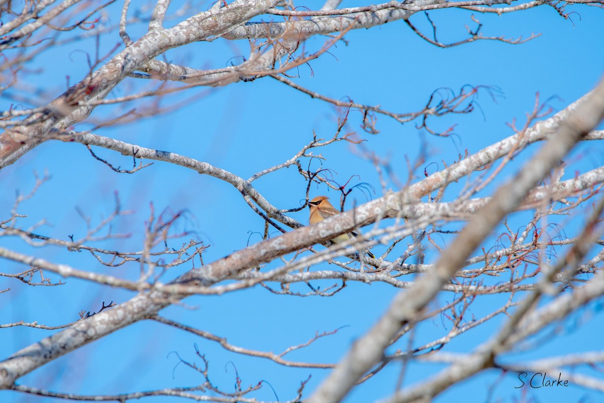 Cedar Waxwing - ML419872941