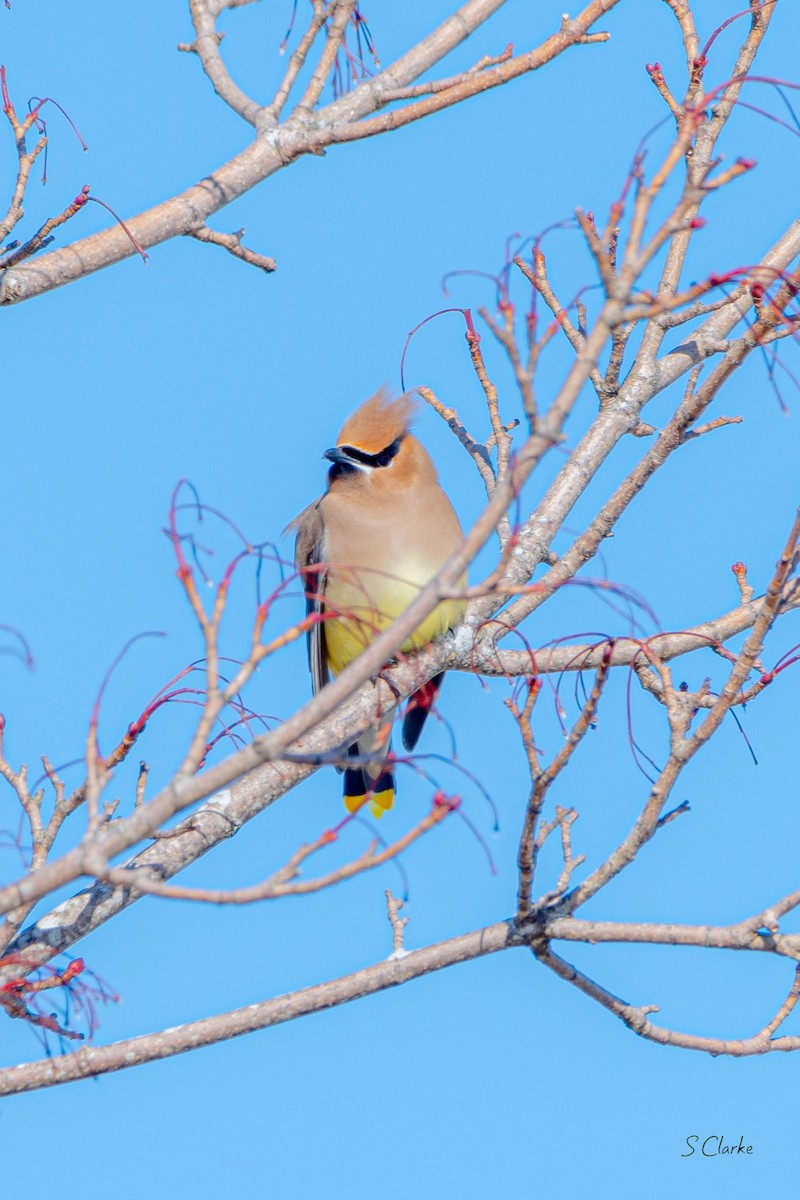 Cedar Waxwing - ML419872951