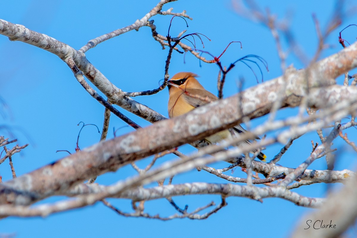 Cedar Waxwing - ML419872961