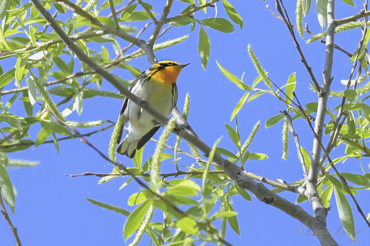 Blackburnian Warbler - ML419873531