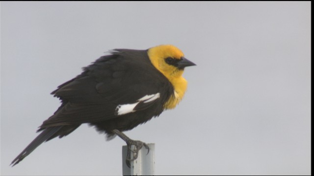 サバクムクドリモドキの剥製 キガシラムクドリモドキ - eBird