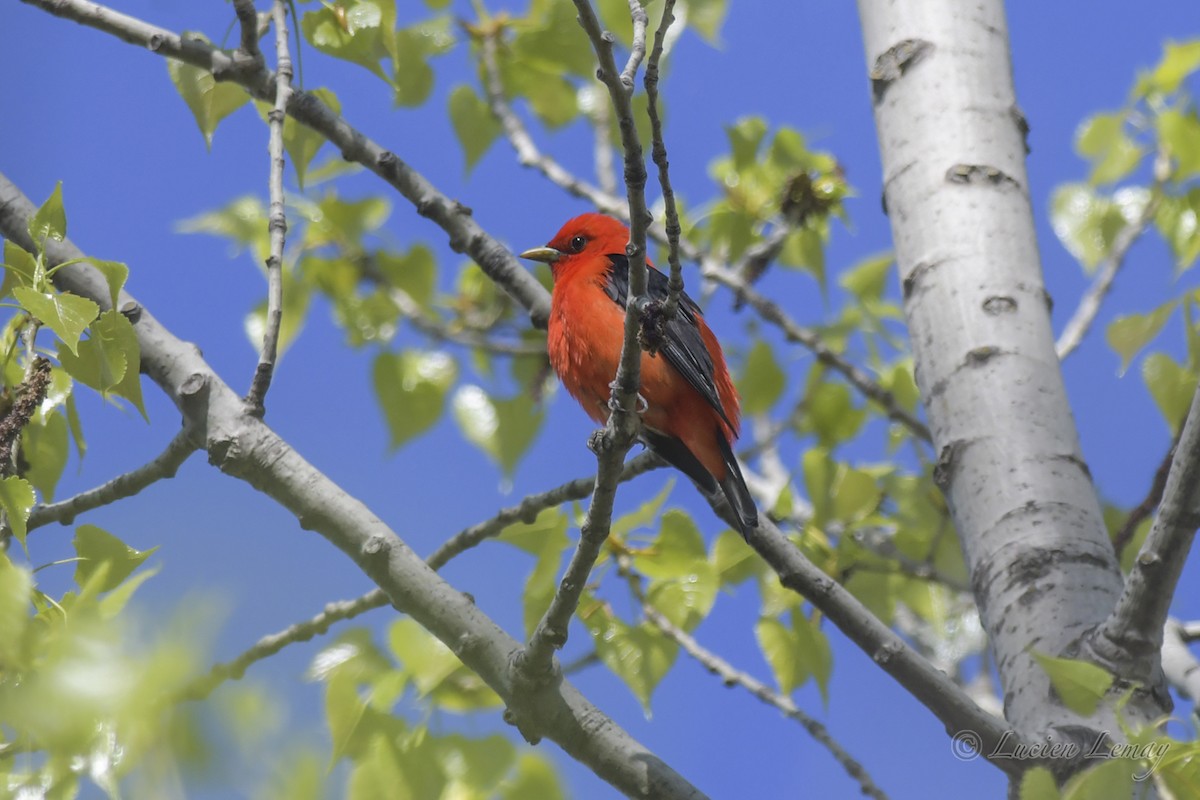 Scarlet Tanager - ML419874161
